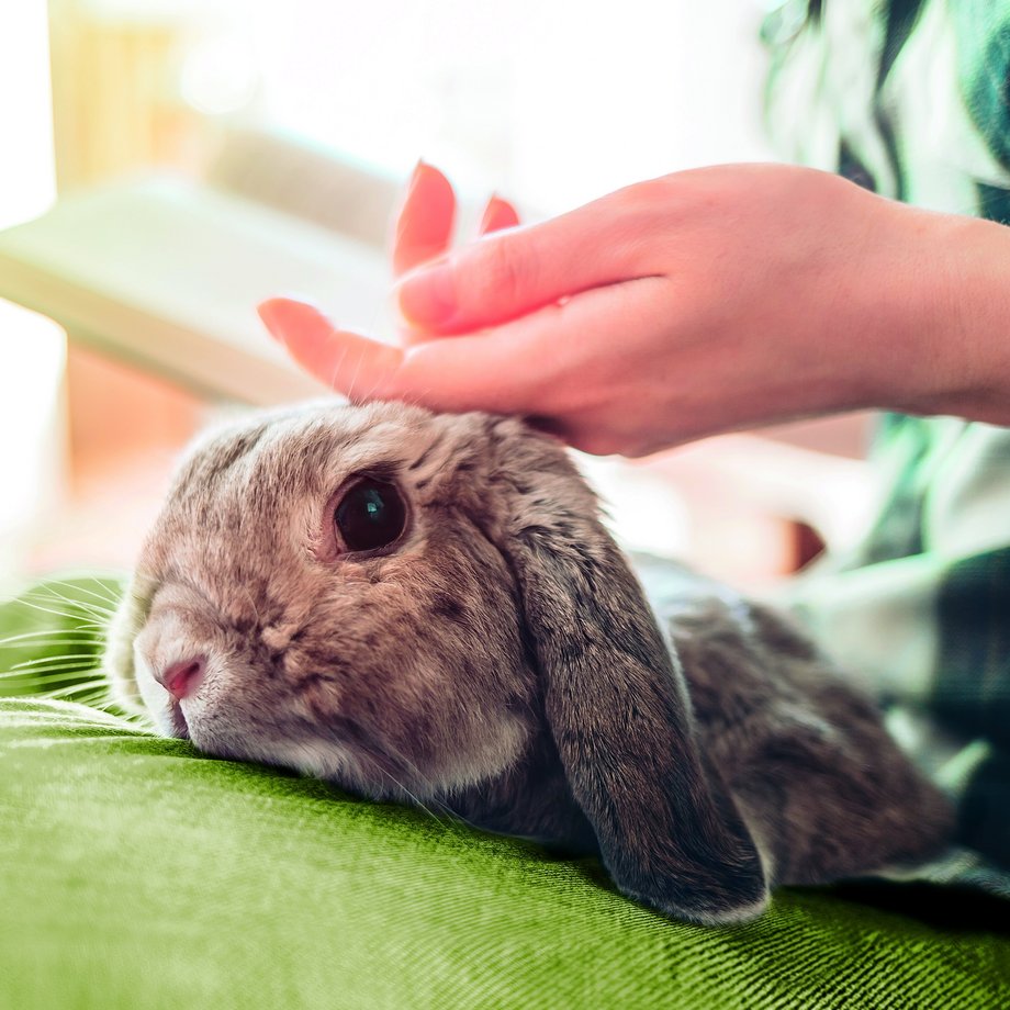 Main Banner Small Animal