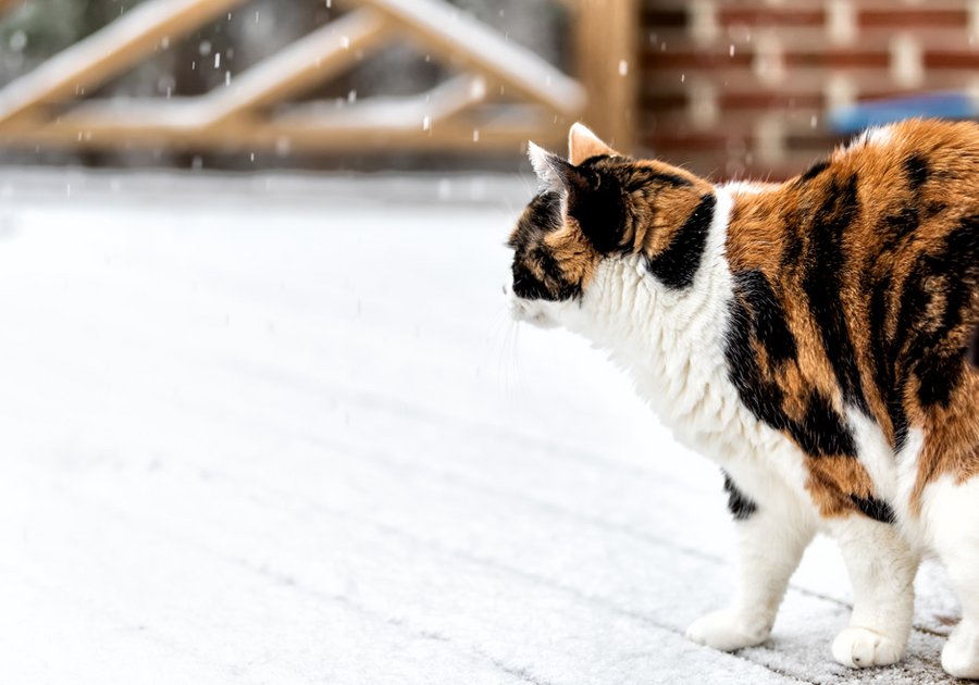 Braun-weiße Katze läuft auf einer Terasse