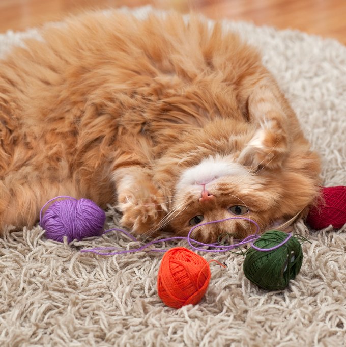 light brown cat lying on the floor with balls of wool around it