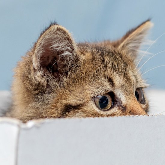 Cat looks out of a box