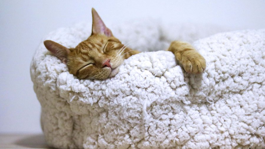 Sleeping cat in a woolly pillow