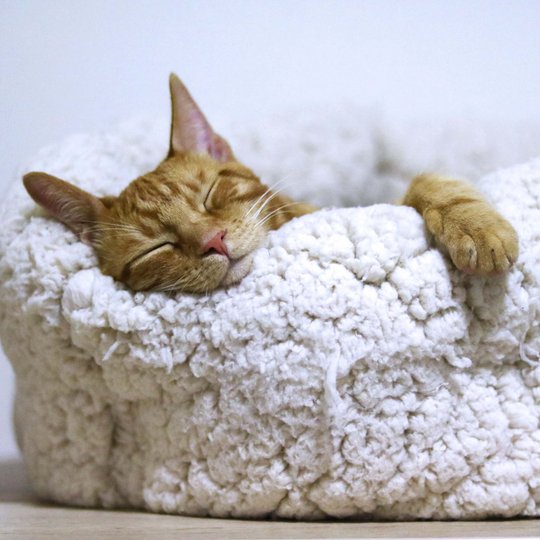 Sleeping cat in a woolly pillow