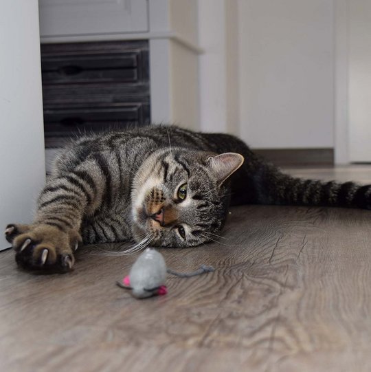 Cat stretches on the floor
