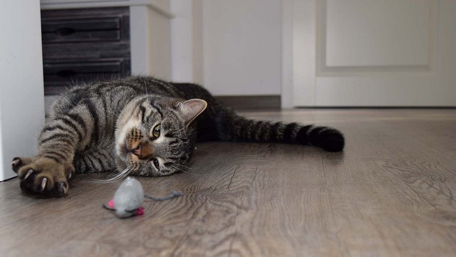 Cat stretches on the floor