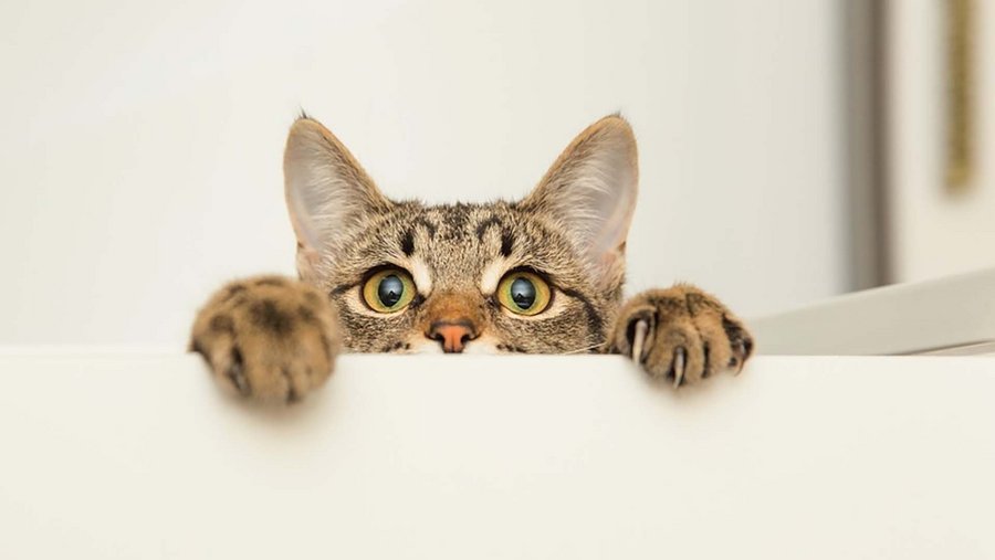 tabby cat looks over a table