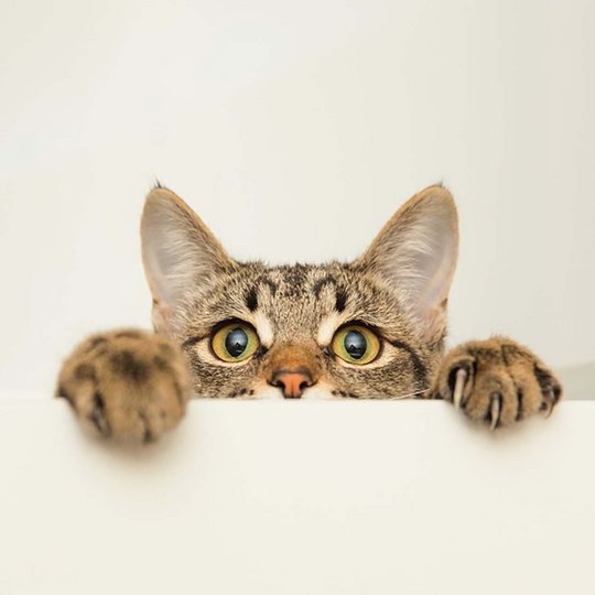 tabby cat looks over a table