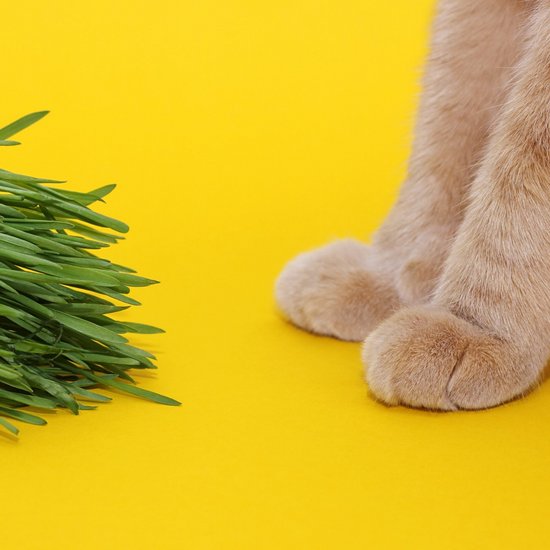 Cat paws and grass
