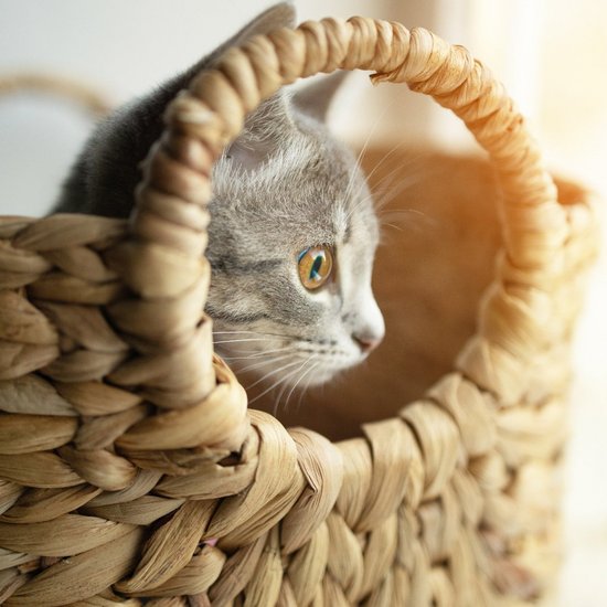Cat looks out of a basket