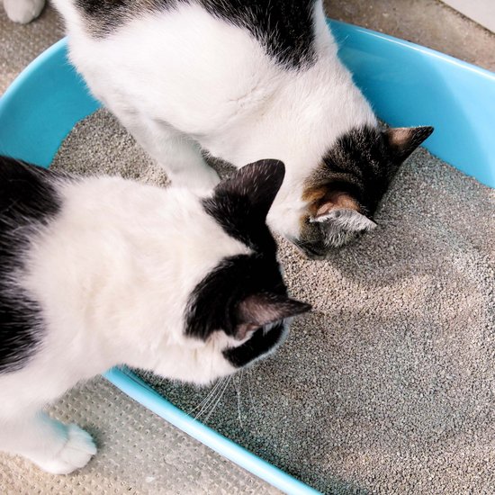 Two cats in their litter box