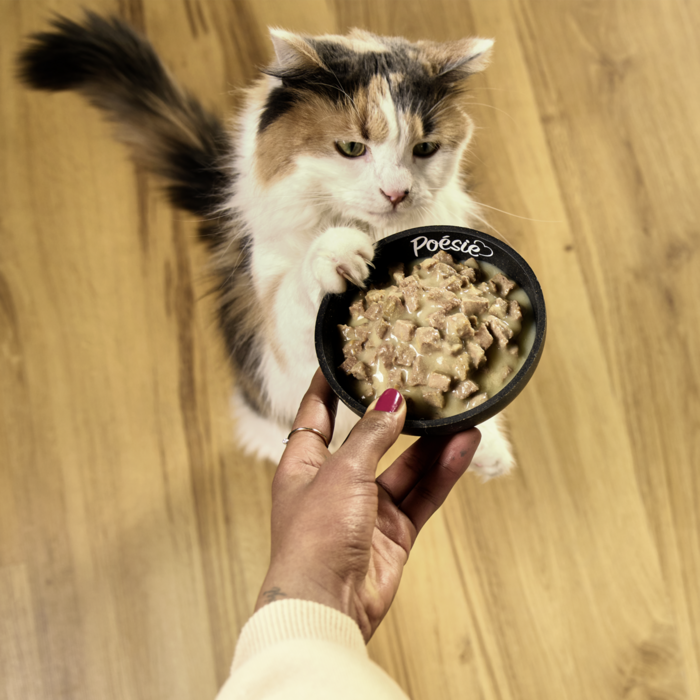 Katze Poesie Classique