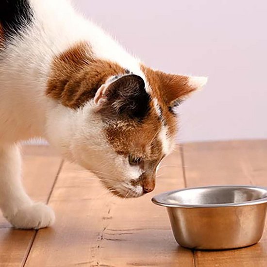 white-brown spotted cat in front of her bowl