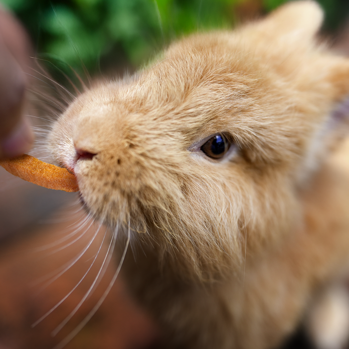 Nager Vita Verde Snacks