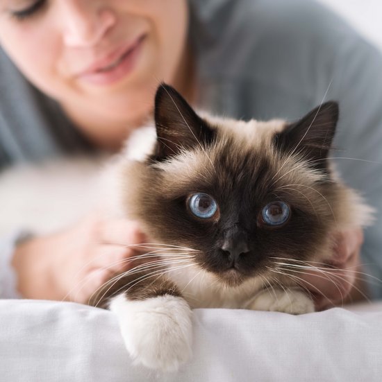 Cat and owner cuddle