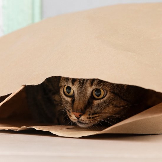 Cat hides in a paper bag
