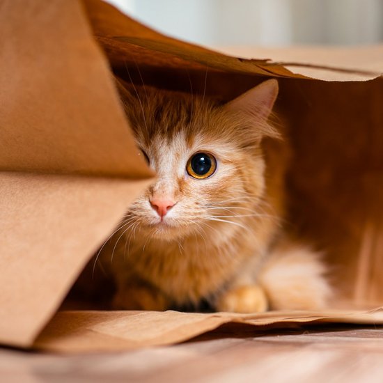 Cat hides in a paper bag