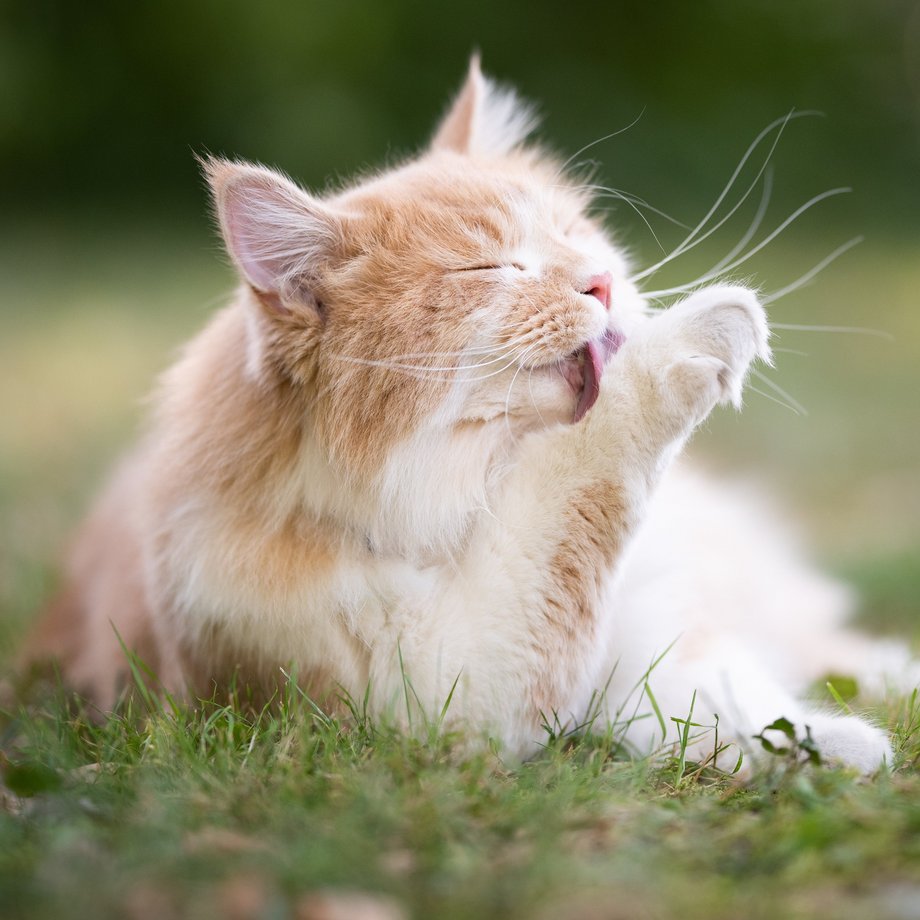 Weiß-beige Katze liegt auf dem grünen Gras und putzt sich