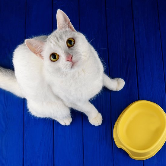 white cat sits in front of her bowl and looks up