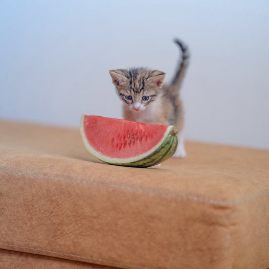 Little cat in front of a piece of melon