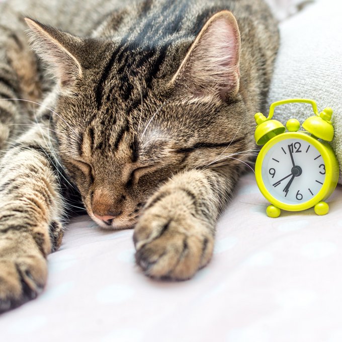 Cat lying on a sofa next to a small alarm clock
