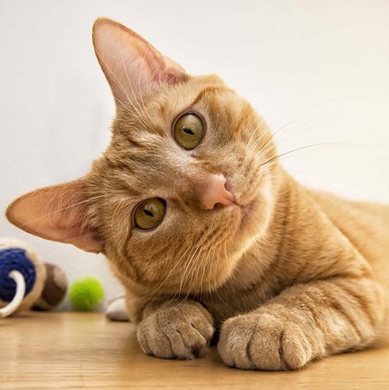 light brown cat tilts its head to the side