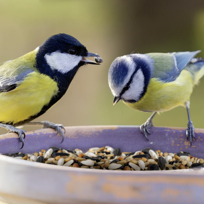 Gartenvogel Futtermischungen