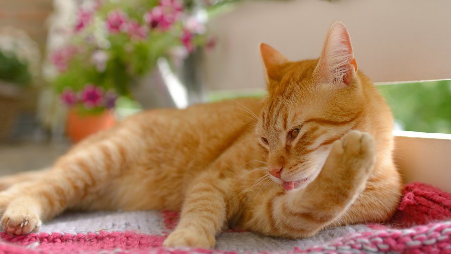 Rot-getigerte Katze liegt draußen auf der Terasse auf einer rot-weißen Decke