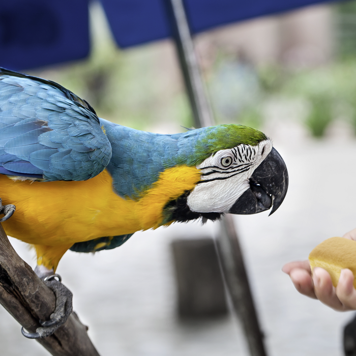 Vogel Bisquiti Snack