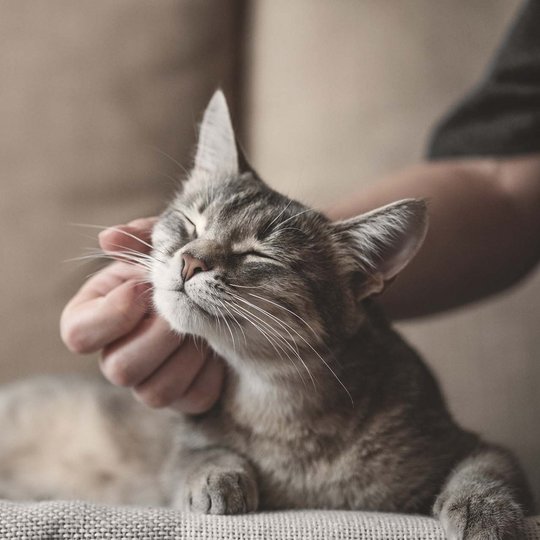 Cat is stroked on the head