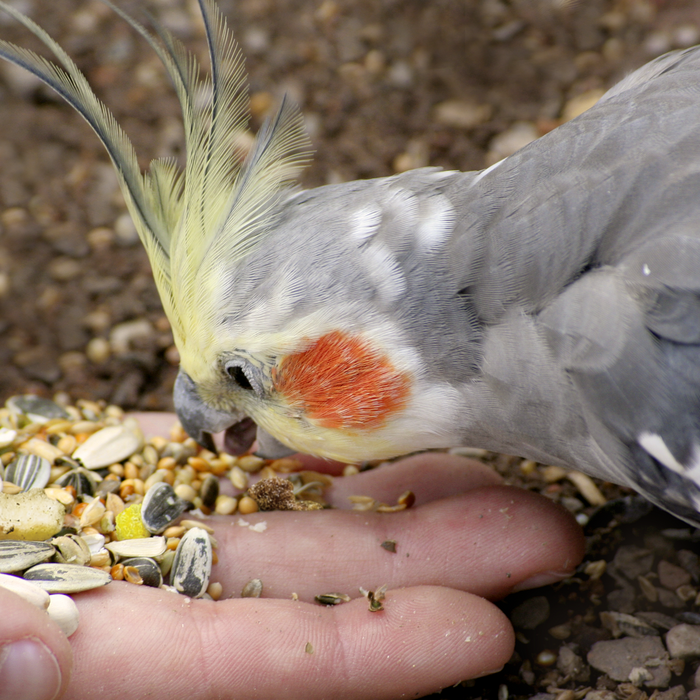 Vogel Heimatfutter Hauptfutter