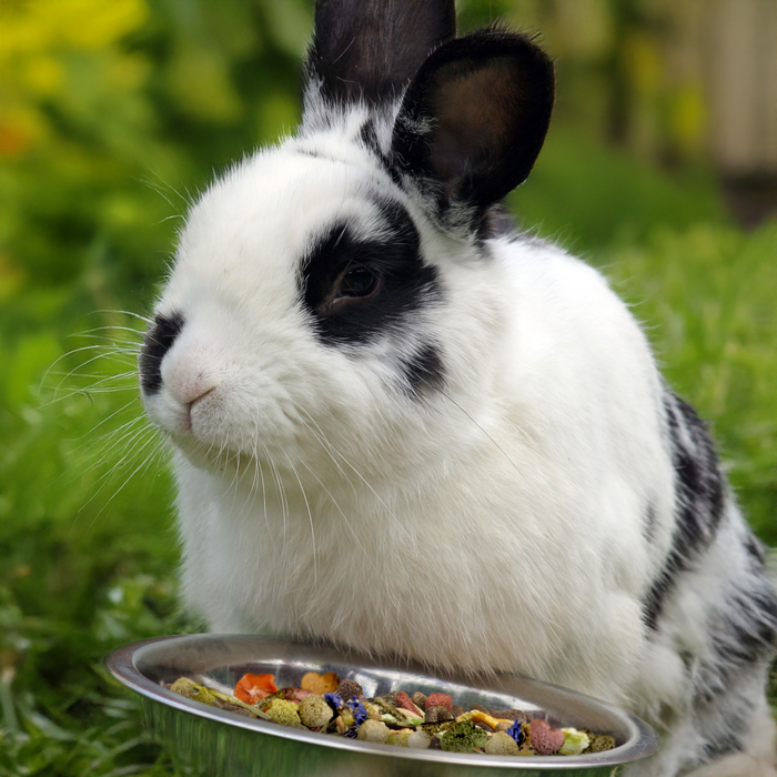 Nager Emotion Hauptfutter