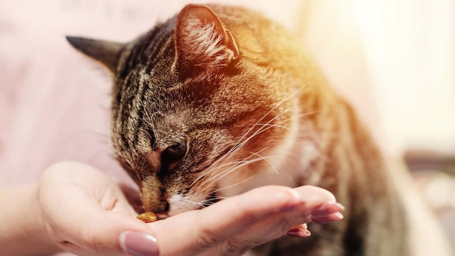 Cat eats from a hand