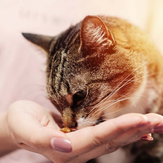 Cat eats from a hand
