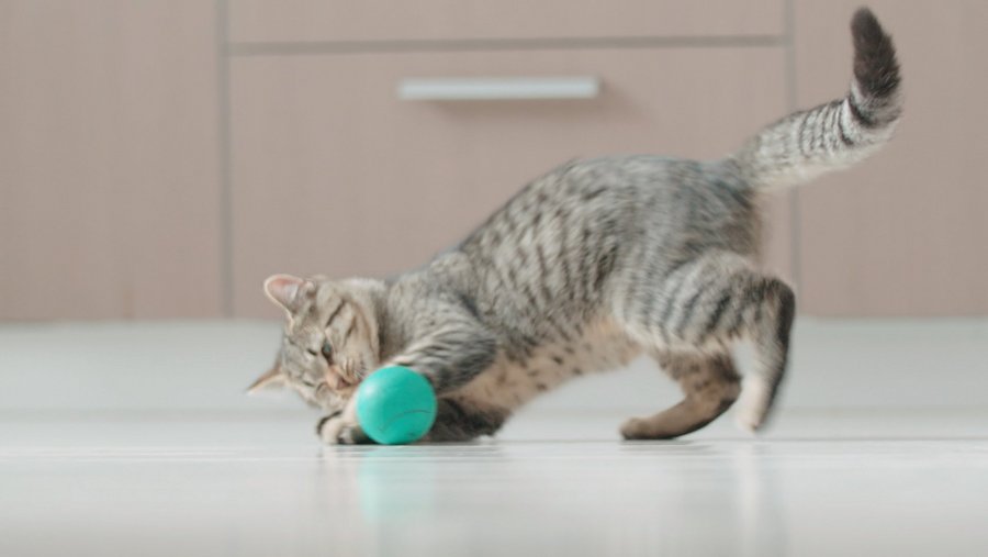 Cat playing with a small ball