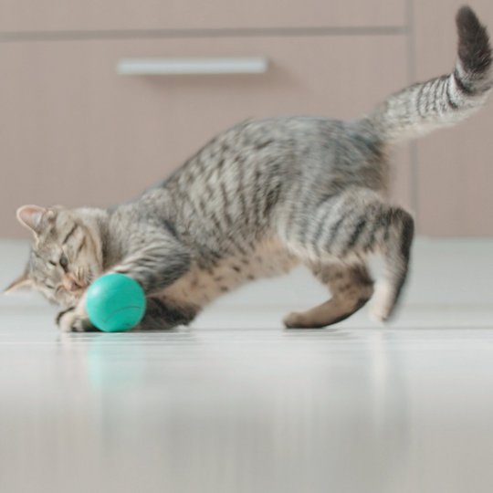 Cat playing with a small ball