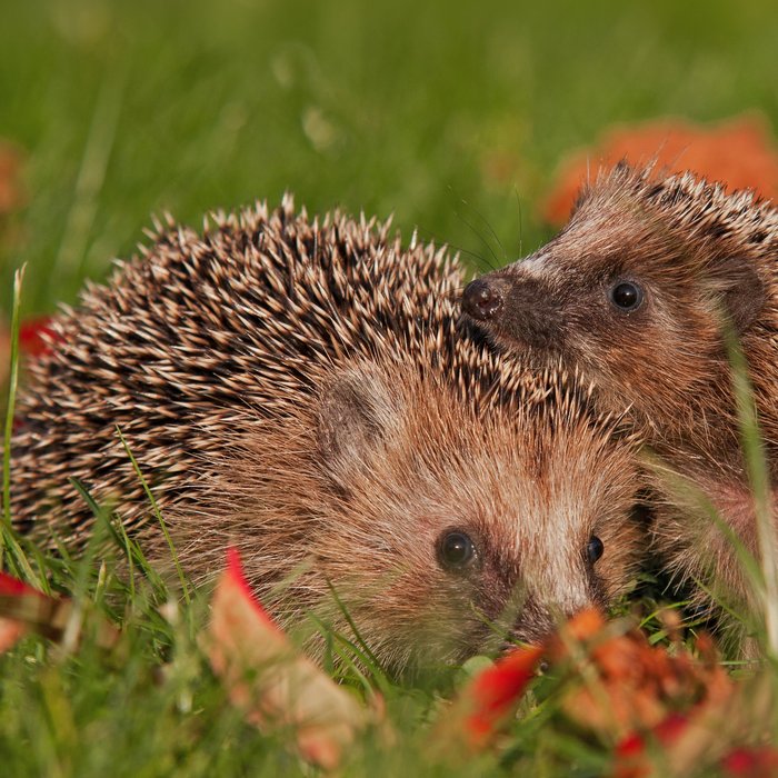 Zwei Igel auf einer grünen Wiese