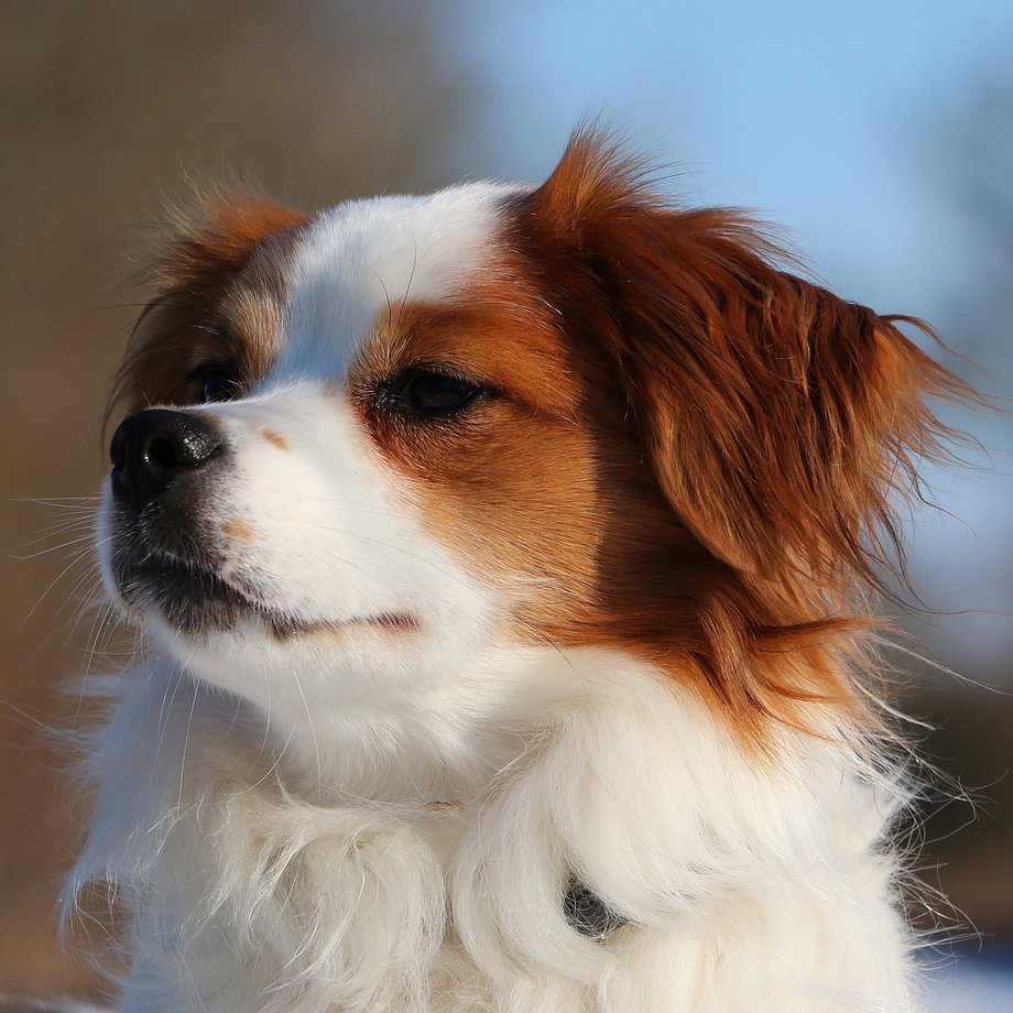 Weiß-brauner Hund schaut nach links
