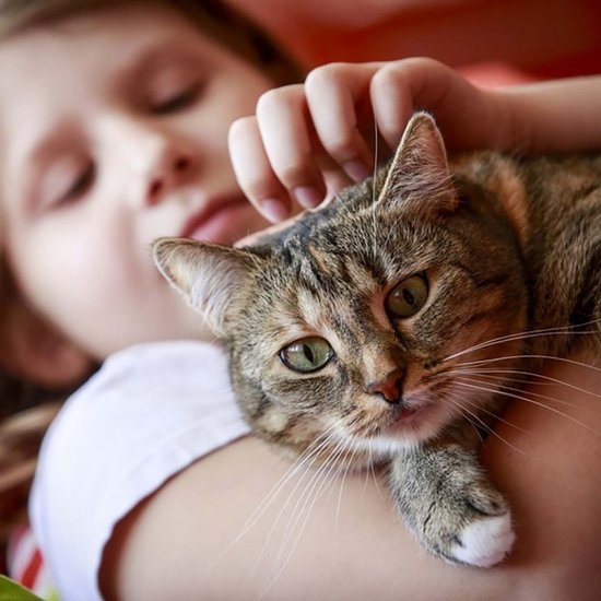Cat on the arm of a child