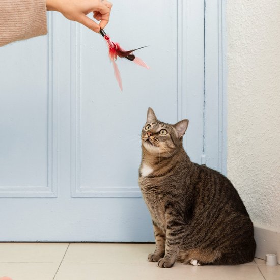 Owner holds out a toy to the cat