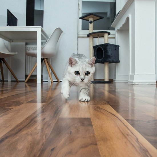 small white cat runs through a apartment