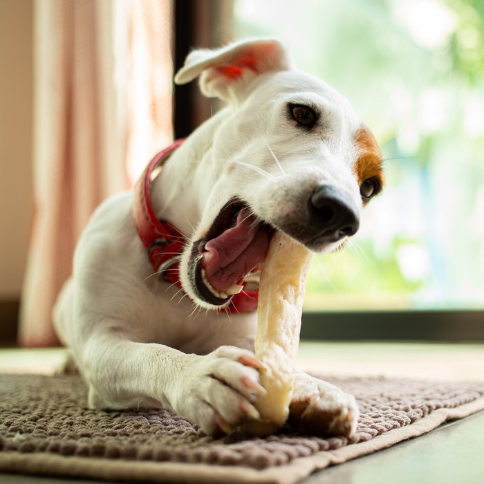 Wei&szlig;er Hund liegt auf dem Boden mit einem Chews Kausnack