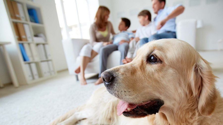 Lichtgekleurde hond liggend op een wit tapijt, een gezin zittend op de bank op de achtergrond
