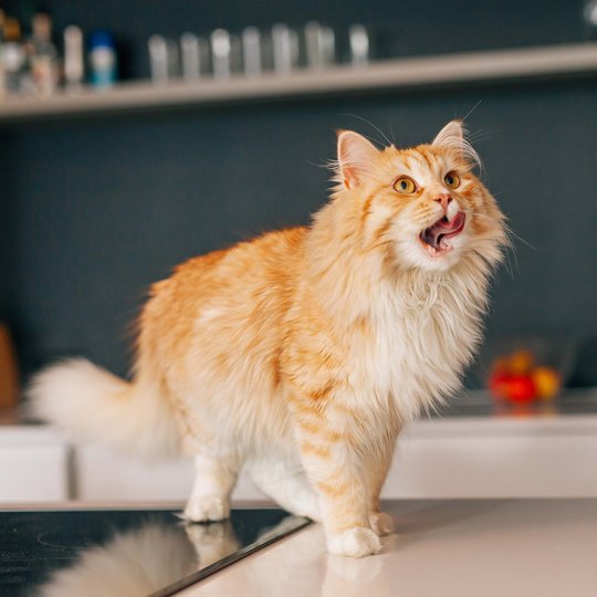 Light brown cat on the kitchen counter