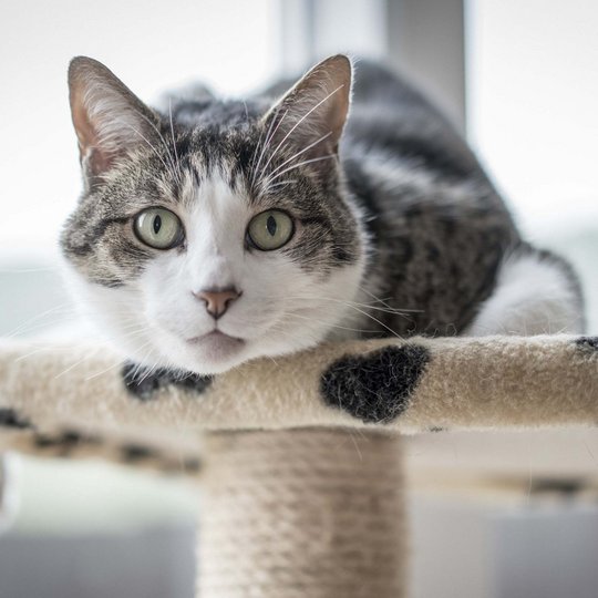 white gray cat lies on a scratching post