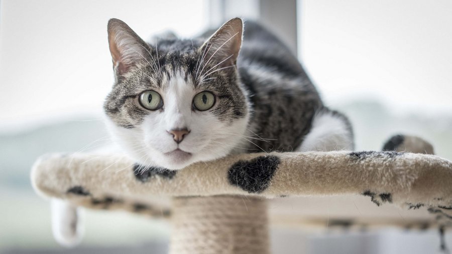 white gray cat lies on a scratching post