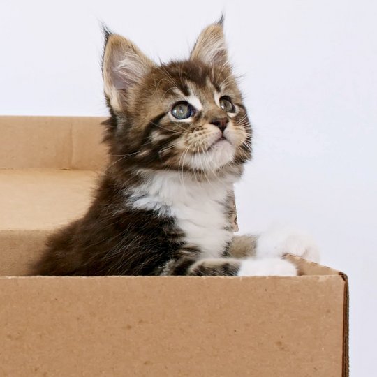 Cat looks out of a box
