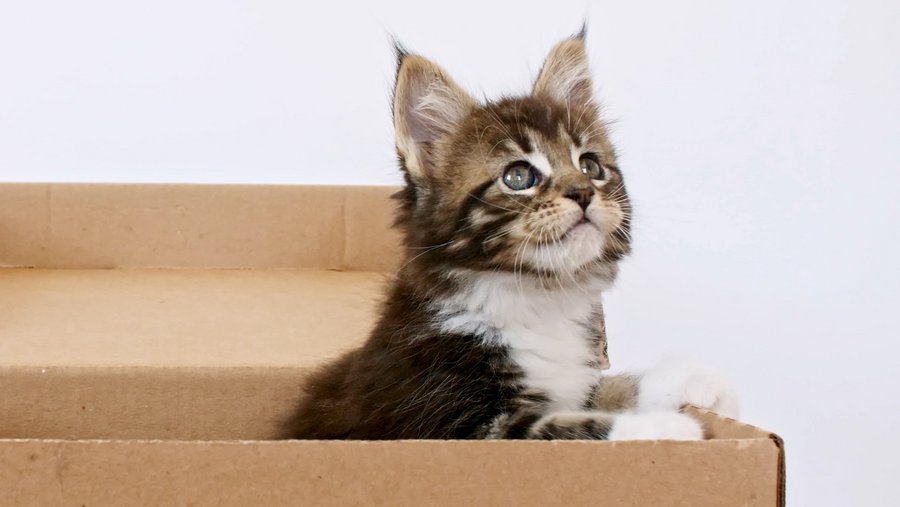 Cat looks out of a box