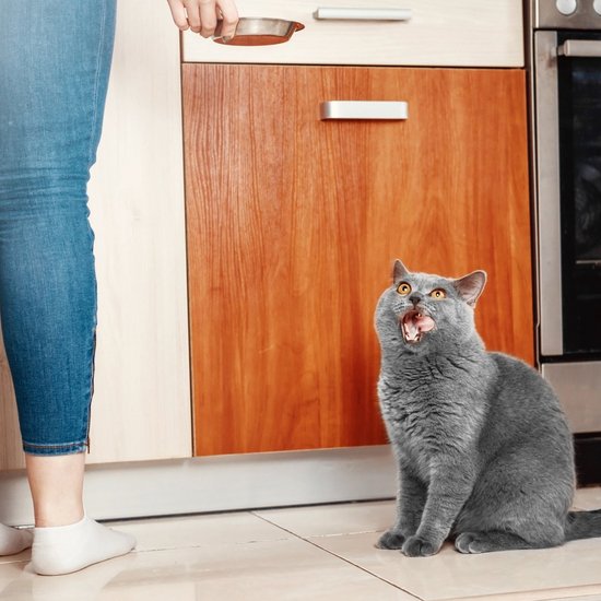 dark gray cat sitting on the kitchen floor waiting for its food