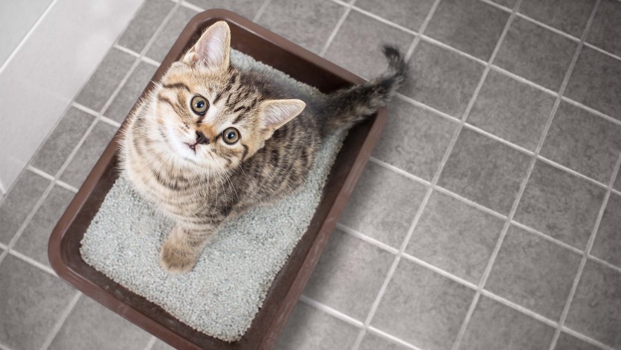 Cat sits in the litter box and looks up