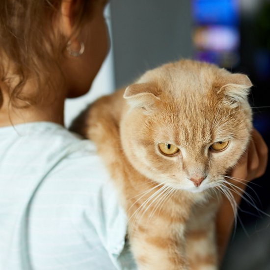 light brown cat on the arm of a child