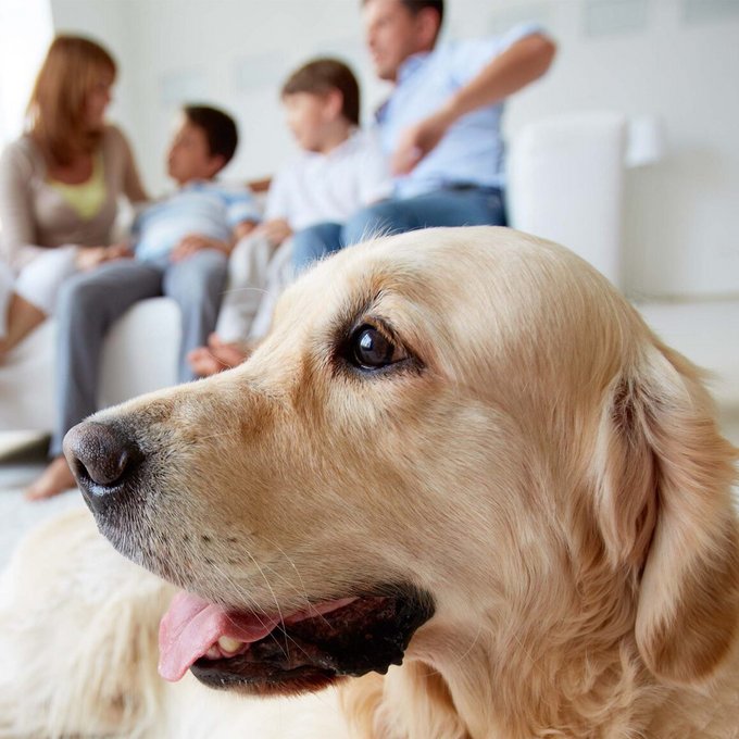 Lichtgekleurde hond liggend op een wit tapijt, een gezin zittend op de bank op de achtergrond